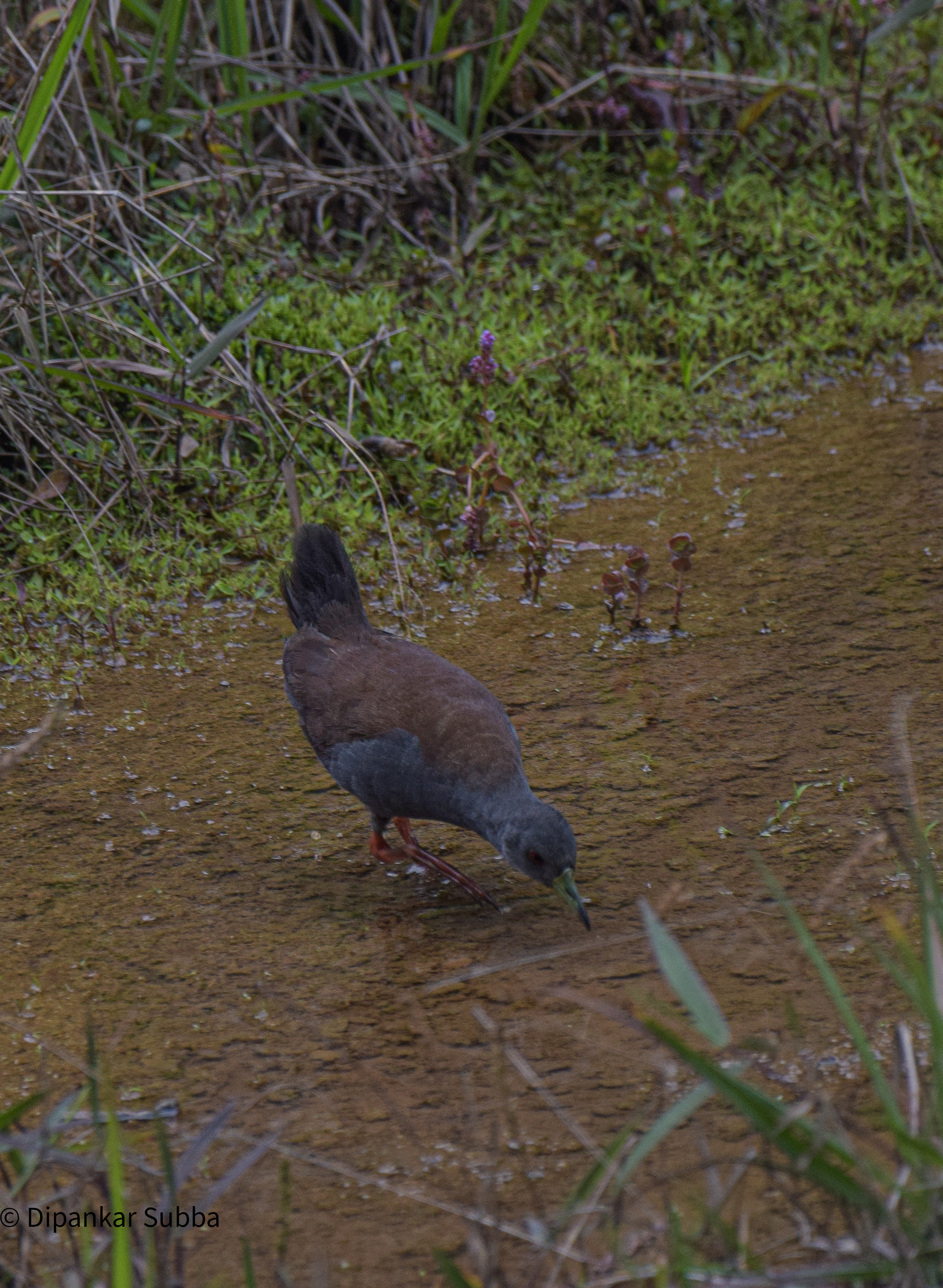 Black Tailed Crake